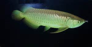 タマゾン川 外来魚が増えてきている多摩川の生態系はどうなるのか 話題になるかもしれないネタ ニュースブログ